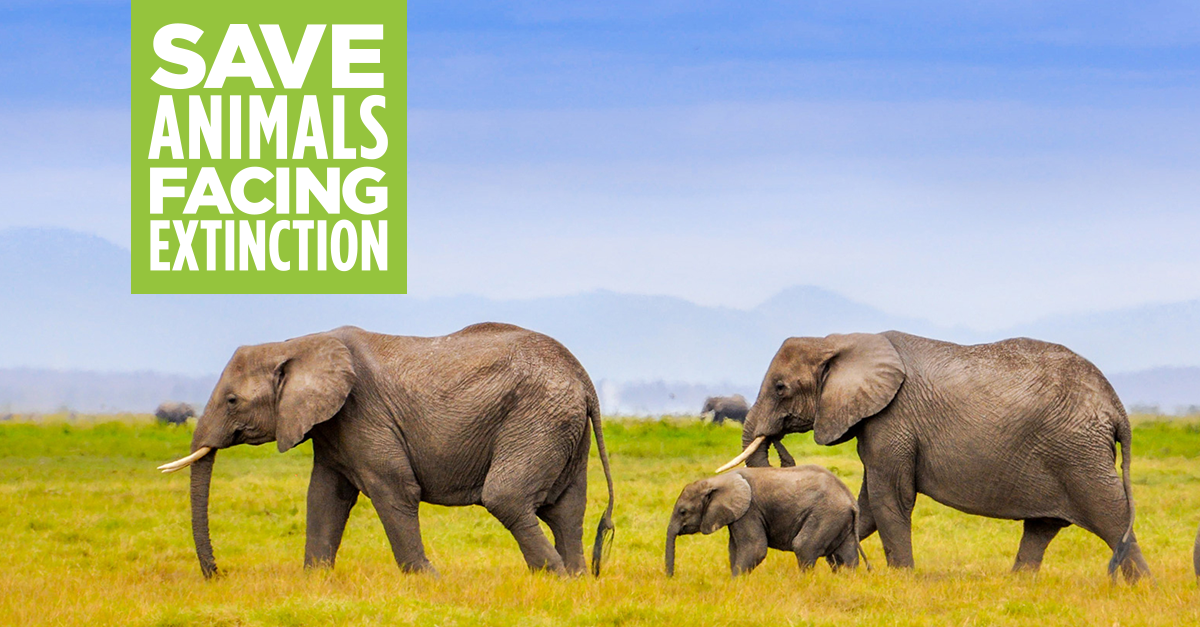 Save Animals Facing Extinction - Act Now To Protect Wildlife