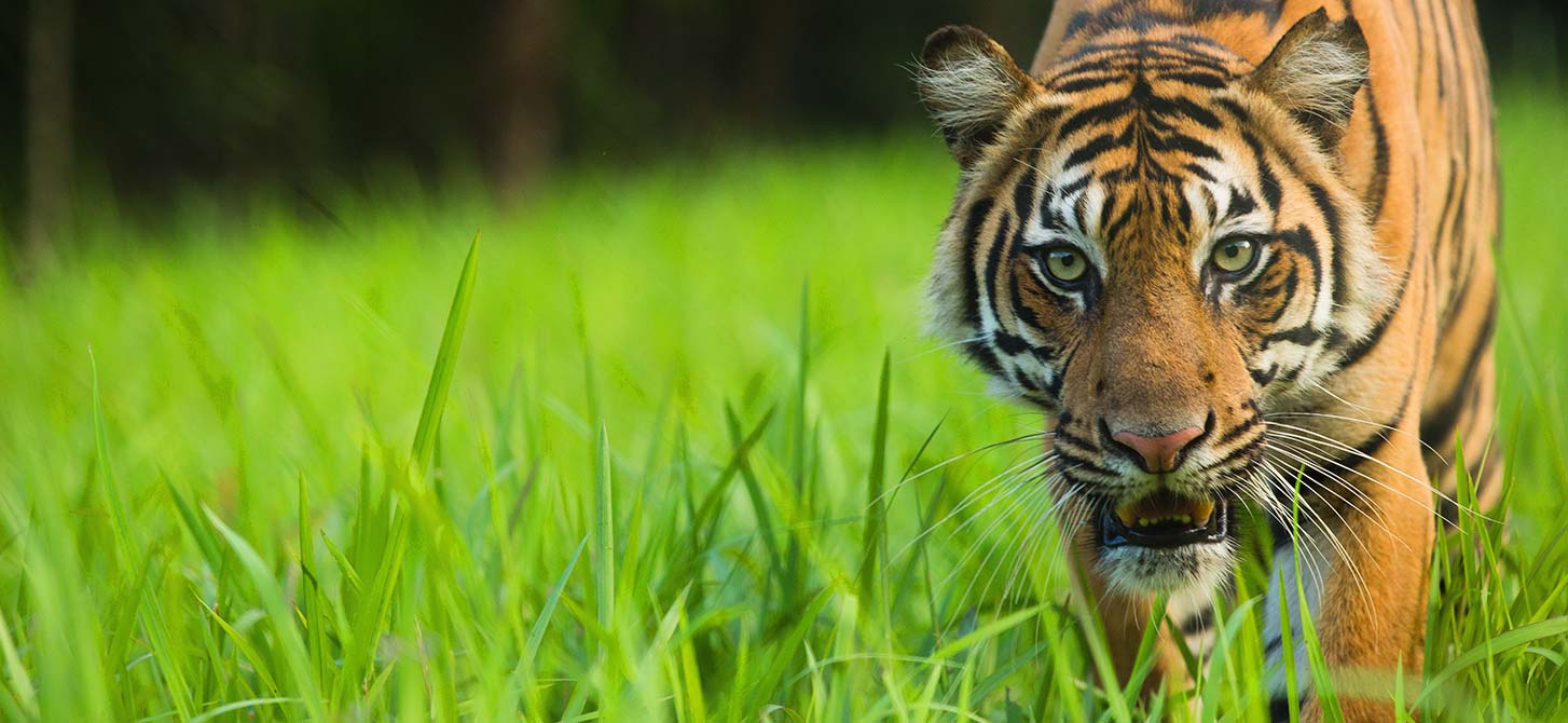Tigers - Save Animals Facing Extinction