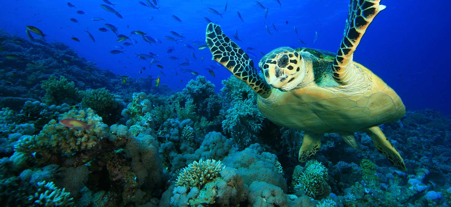 Marine Turtles - Save Animals Facing Extinction