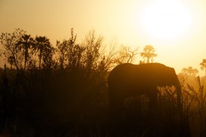 Photo of elephant at sunset